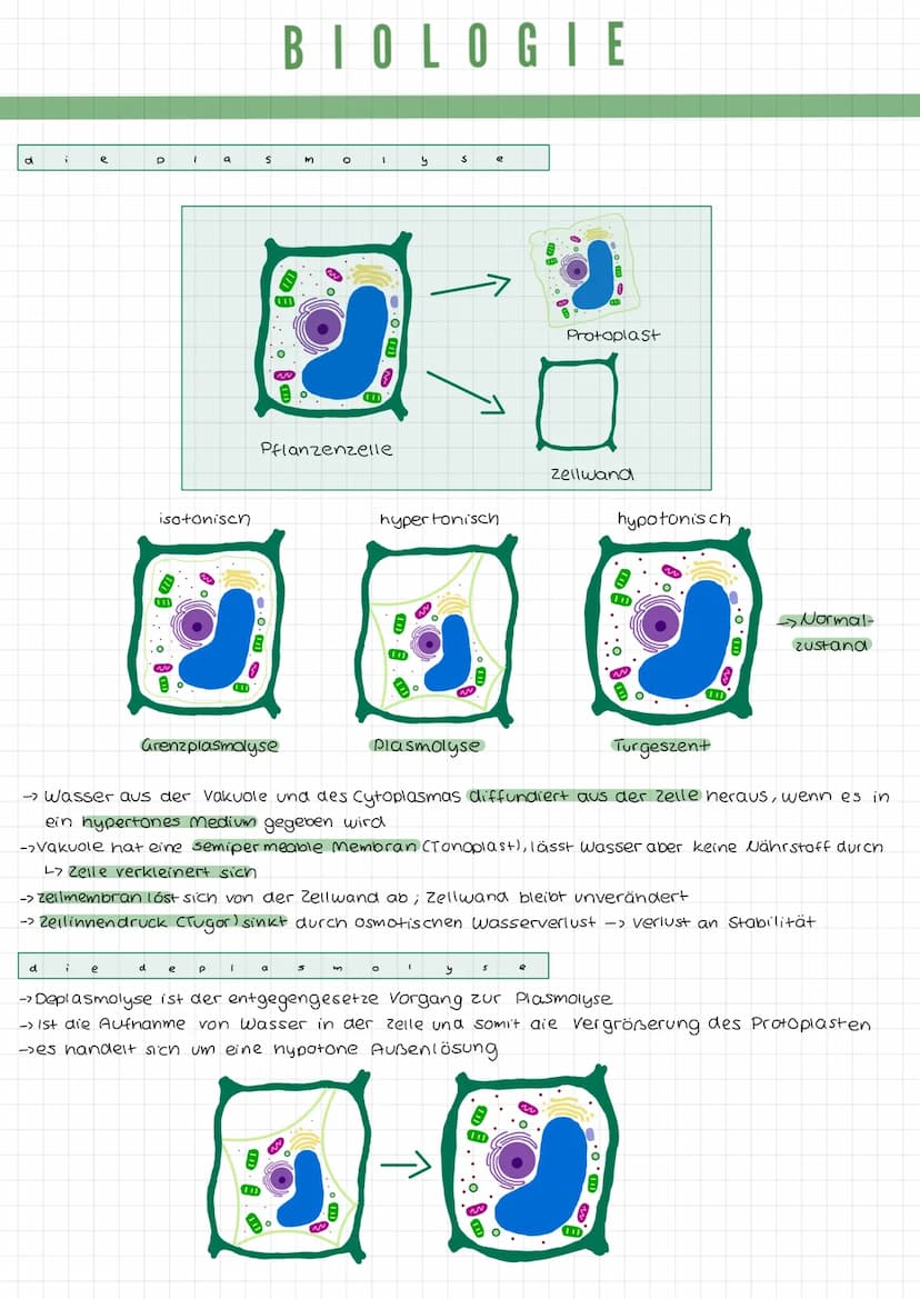 k
a
DIE TIERZELLE
r
Mikrotubuli
Mitochondrium
Zellmembran
Mikrofilamente
Ribosomen1
Golgi-Apparat
(Dictyosom)
DIE PFLANZENZELLE
Zellwand
Zel