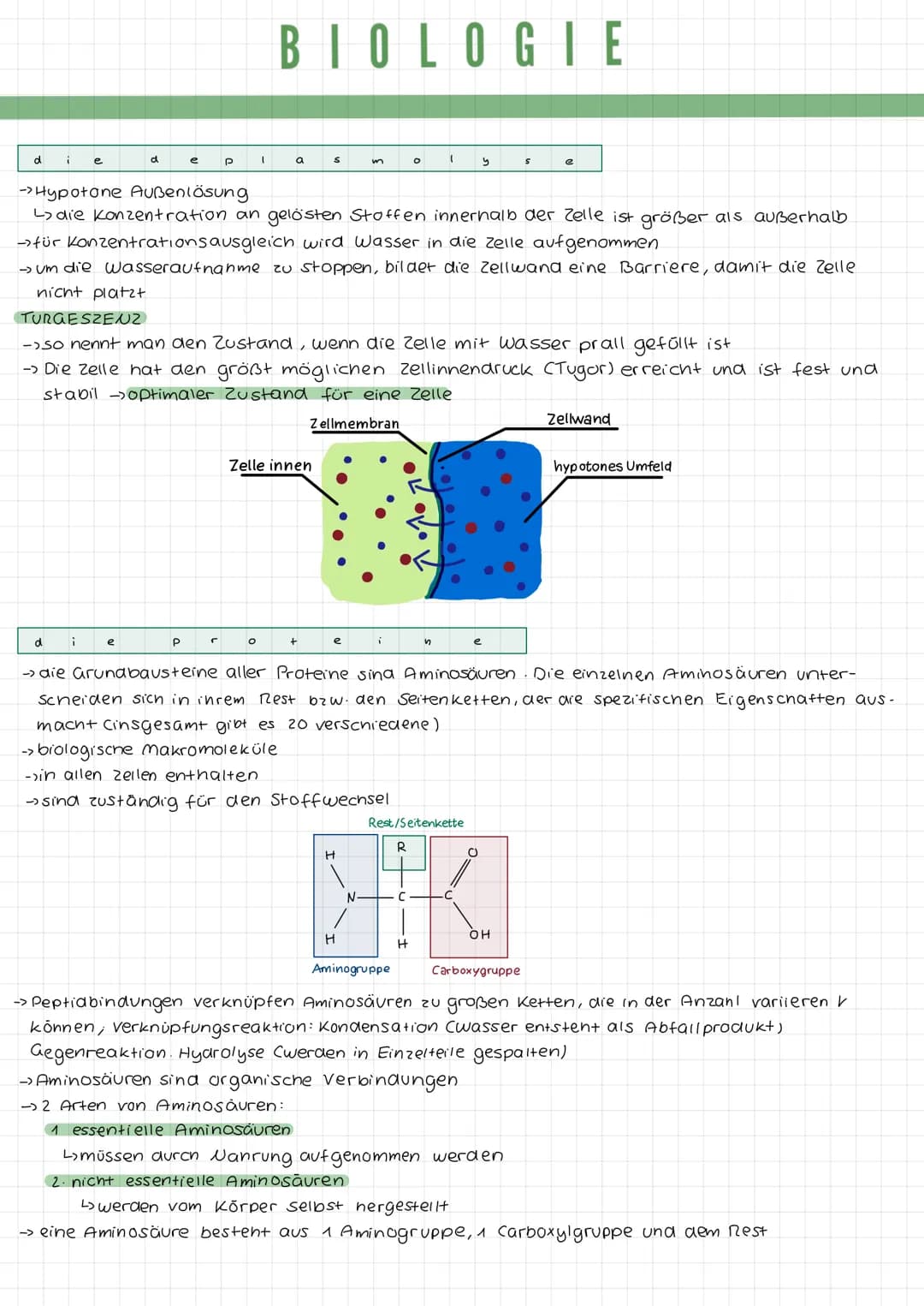k
a
DIE TIERZELLE
r
Mikrotubuli
Mitochondrium
Zellmembran
Mikrofilamente
Ribosomen1
Golgi-Apparat
(Dictyosom)
DIE PFLANZENZELLE
Zellwand
Zel