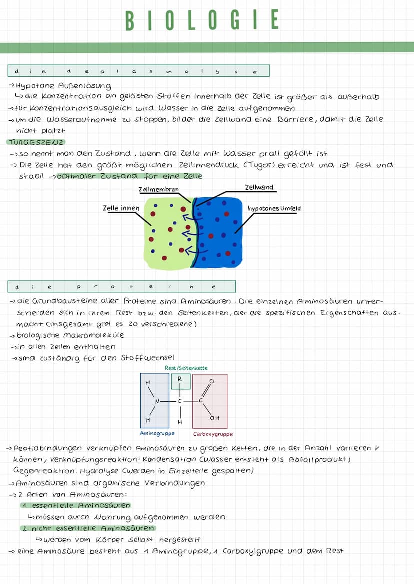 k
a
DIE TIERZELLE
r
Mikrotubuli
Mitochondrium
Zellmembran
Mikrofilamente
Ribosomen1
Golgi-Apparat
(Dictyosom)
DIE PFLANZENZELLE
Zellwand
Zel