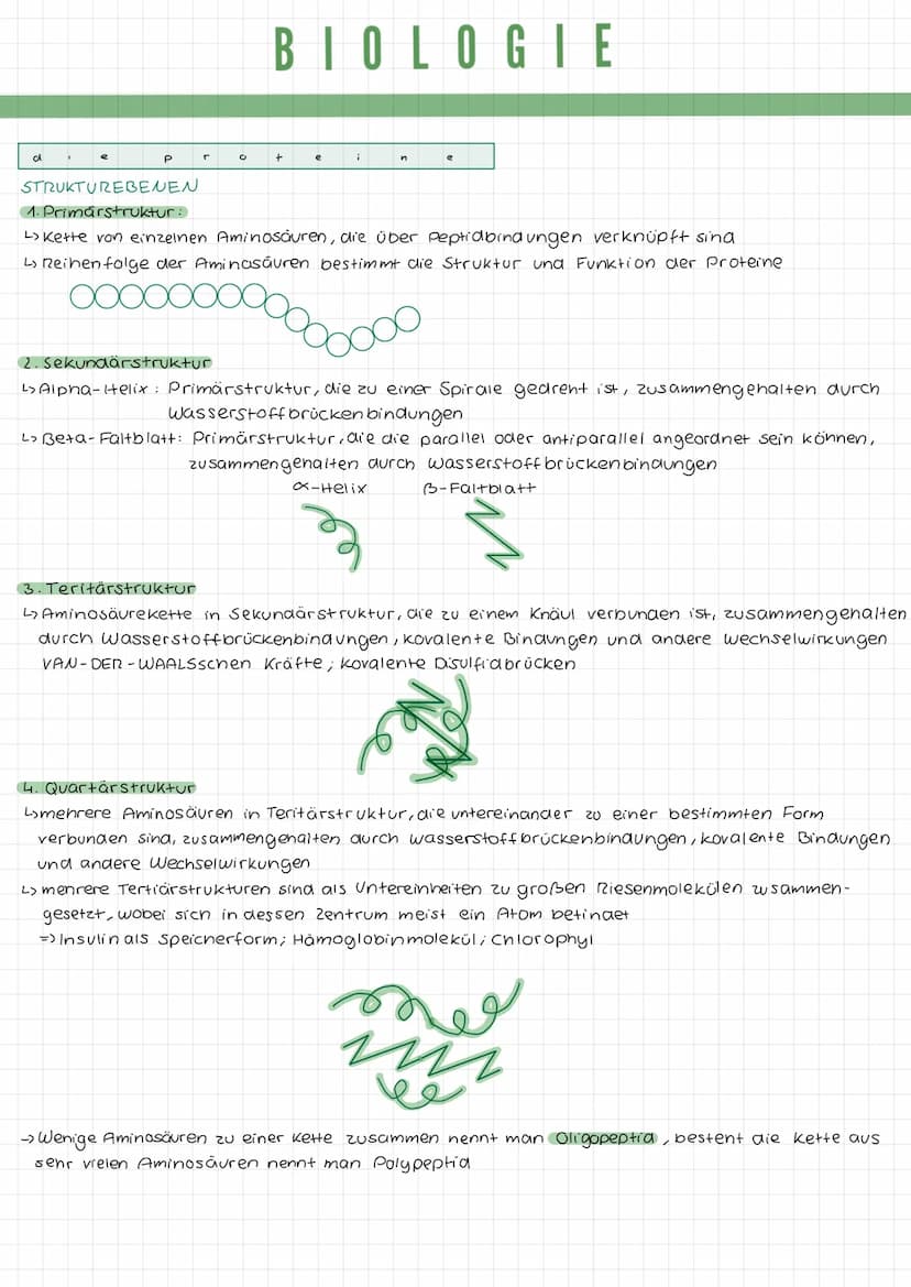 k
a
DIE TIERZELLE
r
Mikrotubuli
Mitochondrium
Zellmembran
Mikrofilamente
Ribosomen1
Golgi-Apparat
(Dictyosom)
DIE PFLANZENZELLE
Zellwand
Zel