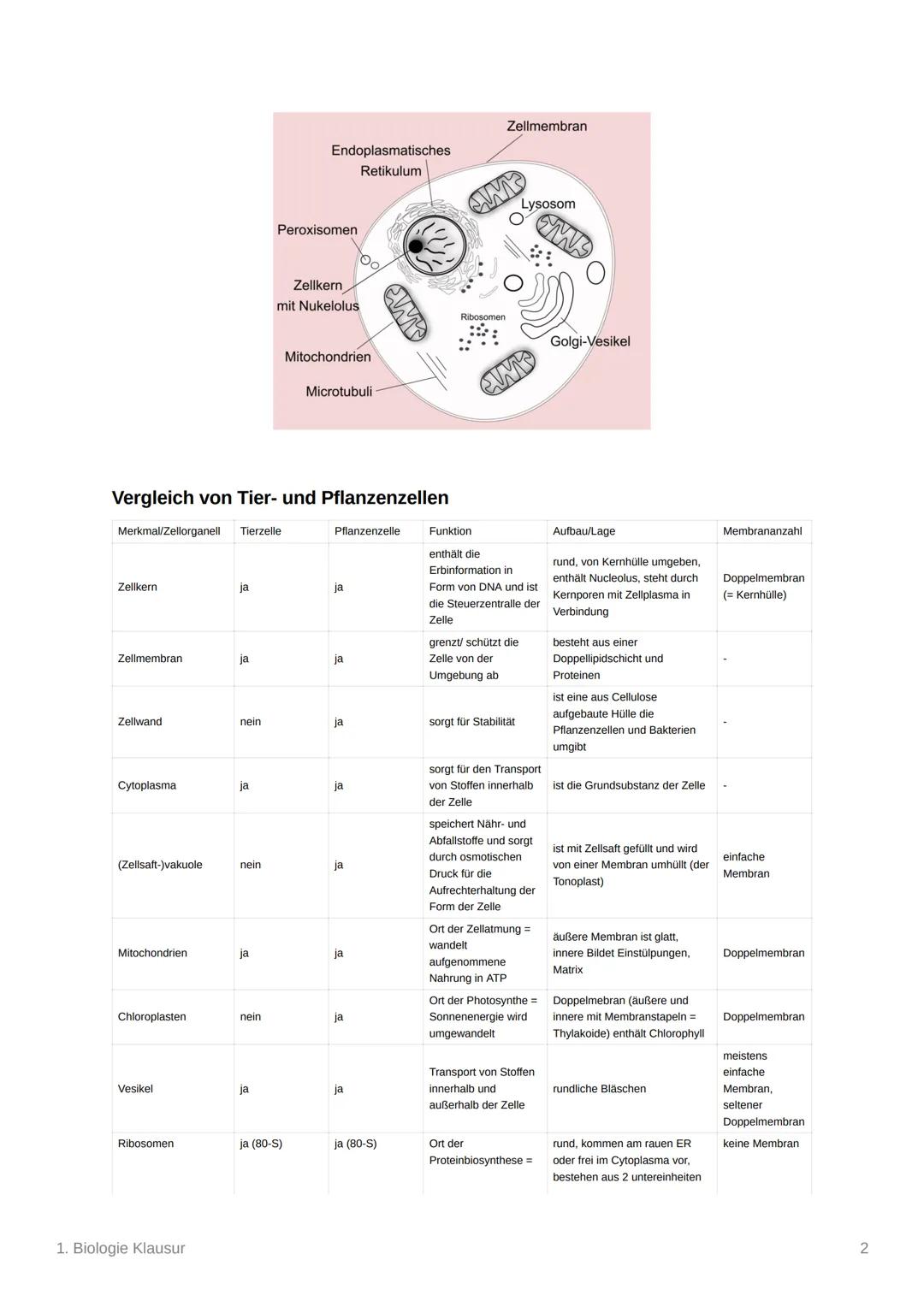 1. Biologie Klausur
Zellarten
• Lebewesen/Organismen können in Prokaryoten und Eukaryoten unterschieden werden
Eukaryot: Organismus dessen Z
