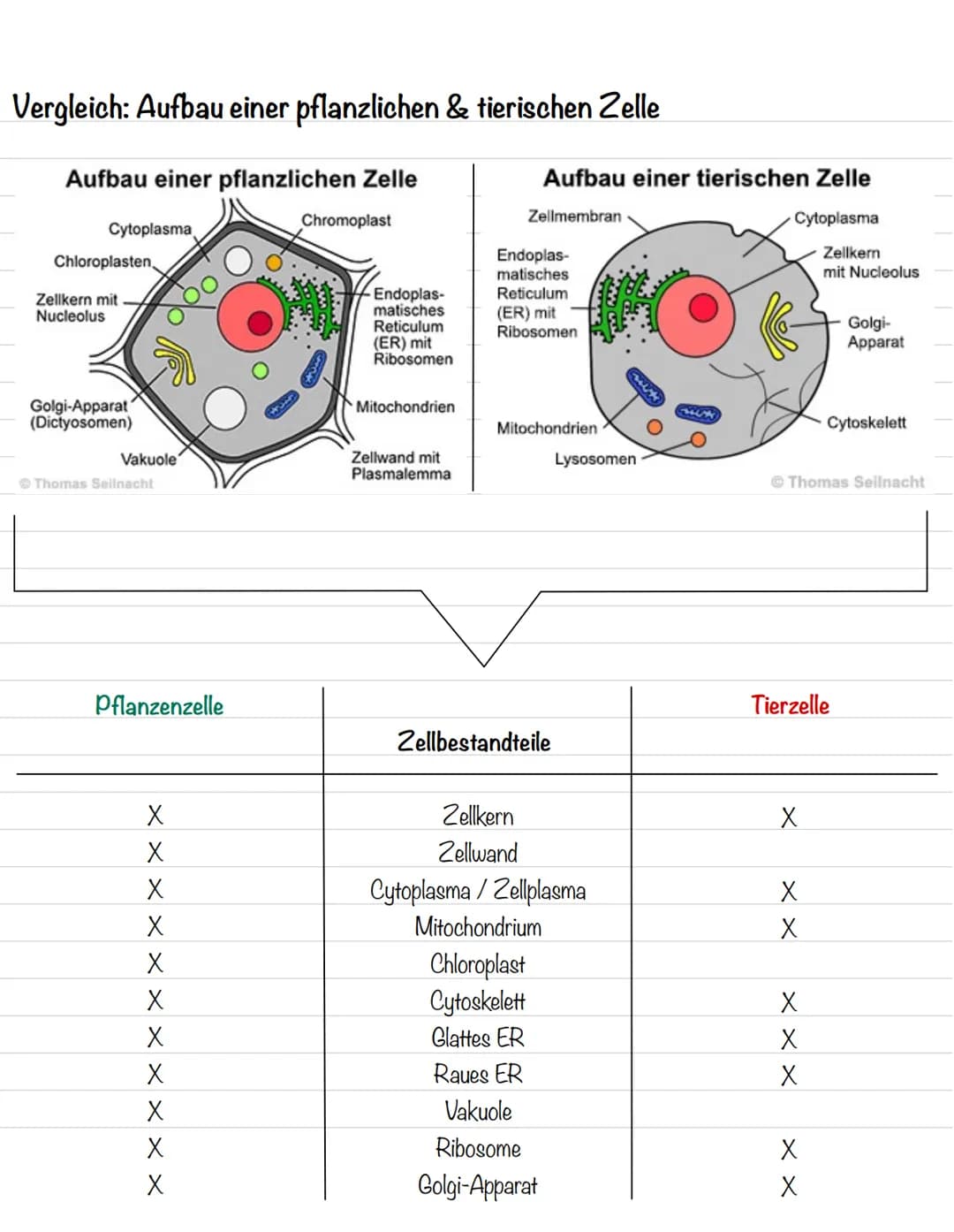 Vergleich: Aufbau einer pflanzlichen & tierischen Zelle
Mitochondrium
Plasmodesmen
Zellmembran
Zellwand
Mitellamelle
Ribosomen
Pflanzenzelle