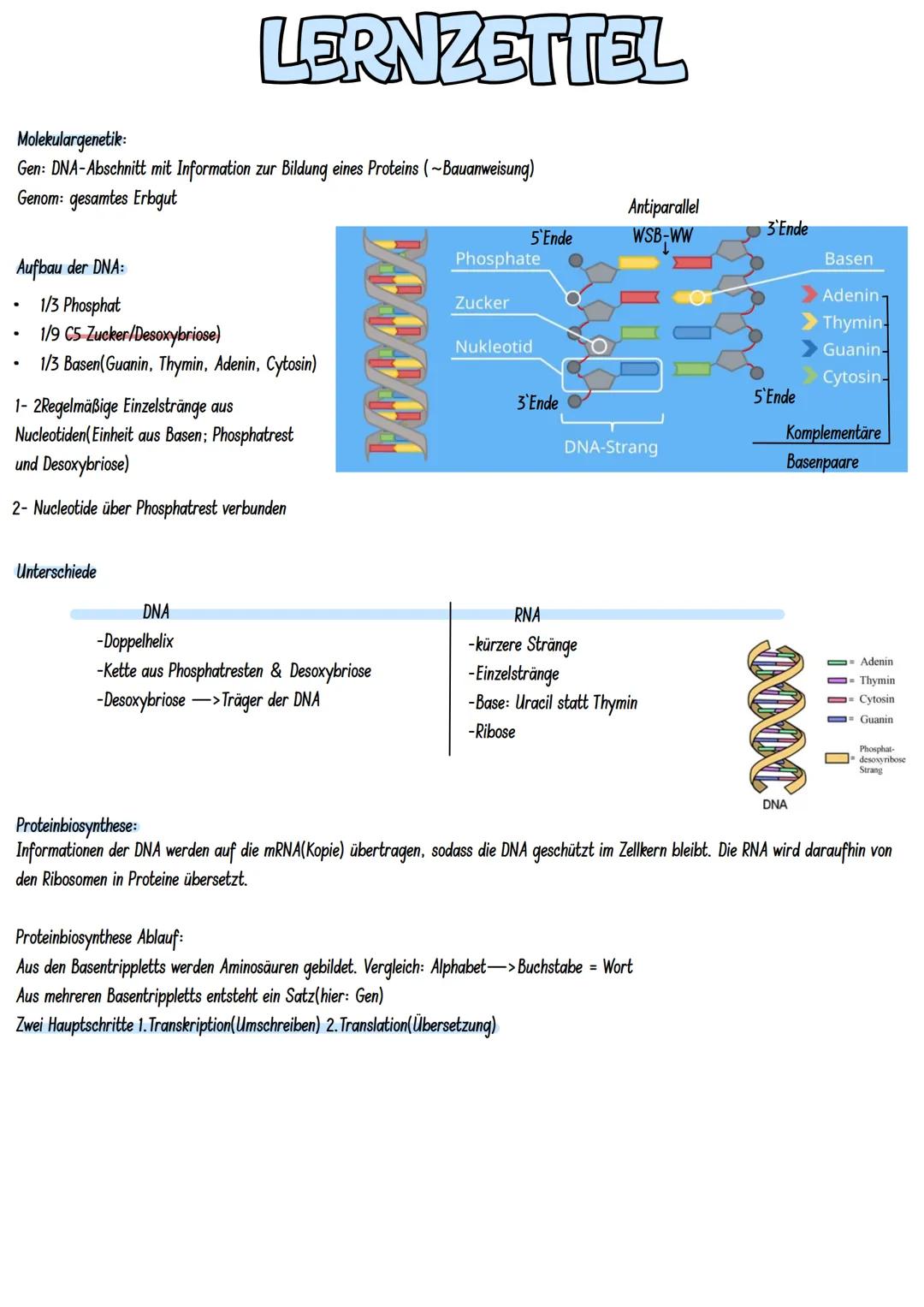 # LERNZETTEL

Molekulargenetik:
Gen: DNA-Abschnitt mit Information zur Bildung eines Proteins (~Bauanweisung)
Genom: gesamtes Erbgut

Aufbau