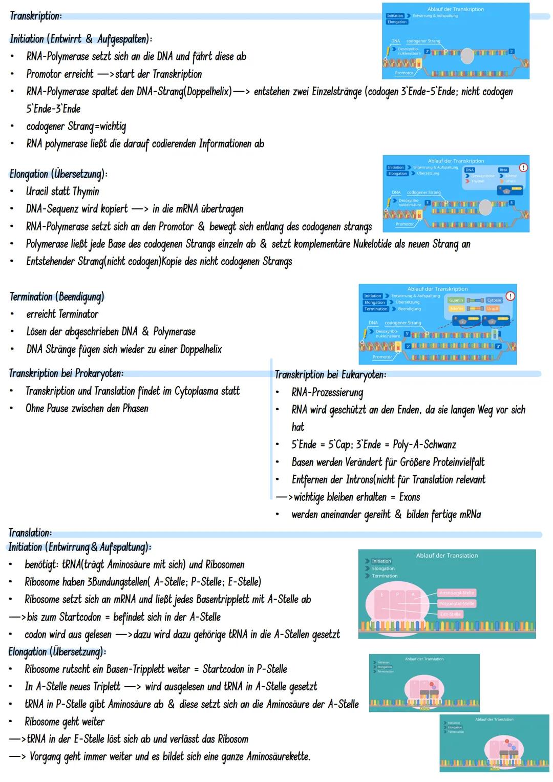 # LERNZETTEL

Molekulargenetik:
Gen: DNA-Abschnitt mit Information zur Bildung eines Proteins (~Bauanweisung)
Genom: gesamtes Erbgut

Aufbau