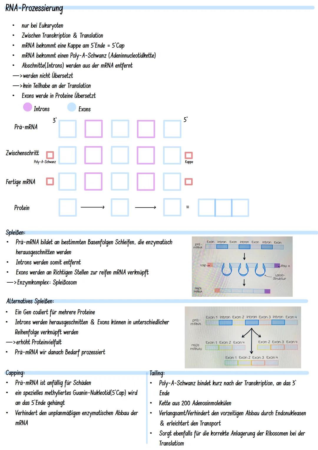 # LERNZETTEL

Molekulargenetik:
Gen: DNA-Abschnitt mit Information zur Bildung eines Proteins (~Bauanweisung)
Genom: gesamtes Erbgut

Aufbau