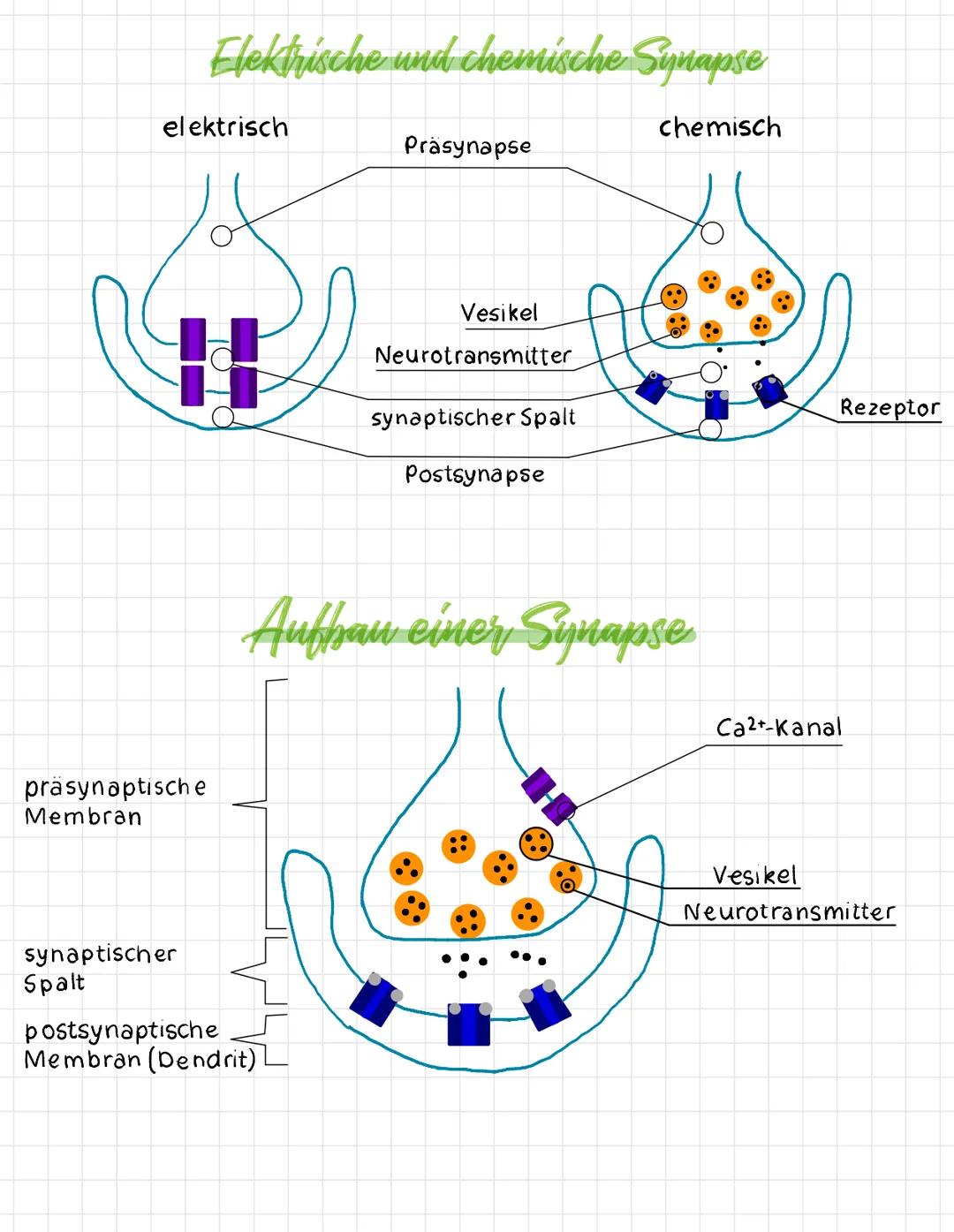 # Synapse

Was sind Synapsen

- für die Wahrnehmung unserer Welt benötigen wir Nervenzellen
- sie nehmen Reize wahr und leiten sie als Erreg
