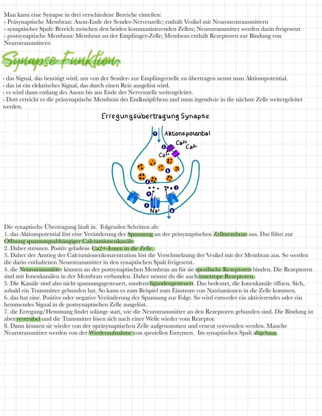 # Synapse

Was sind Synapsen

- für die Wahrnehmung unserer Welt benötigen wir Nervenzellen
- sie nehmen Reize wahr und leiten sie als Erreg