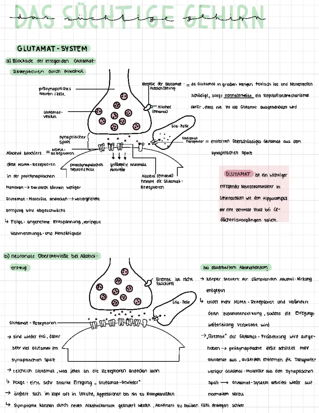 Glutamat - System 