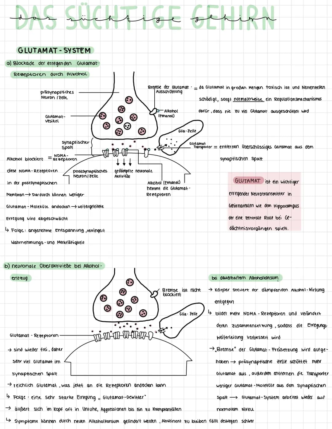 DAC CACHTIGE Sehion
GLUTAMAT-SYSTEM
a) Blockade der erregen den Glutamat-
Rezeptoren durch Alkohol
prasynaptis ches
Neuron Izelle
Alkohol bl