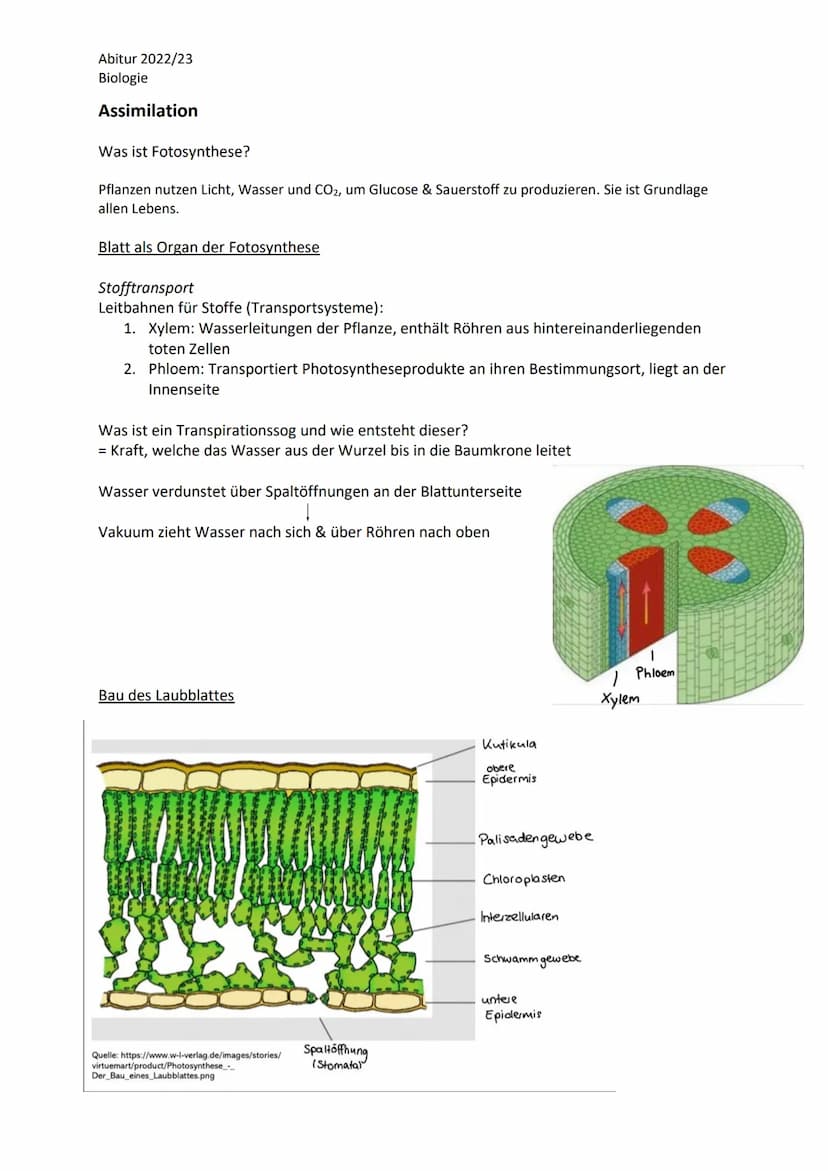 Abitur 2022/23
Biologie
LPE 5: Stoff- und Energiebereitstellung
Assimilation
Blatt als Organ der Fotosynthese
a. Bau und Funktion des Laubbl