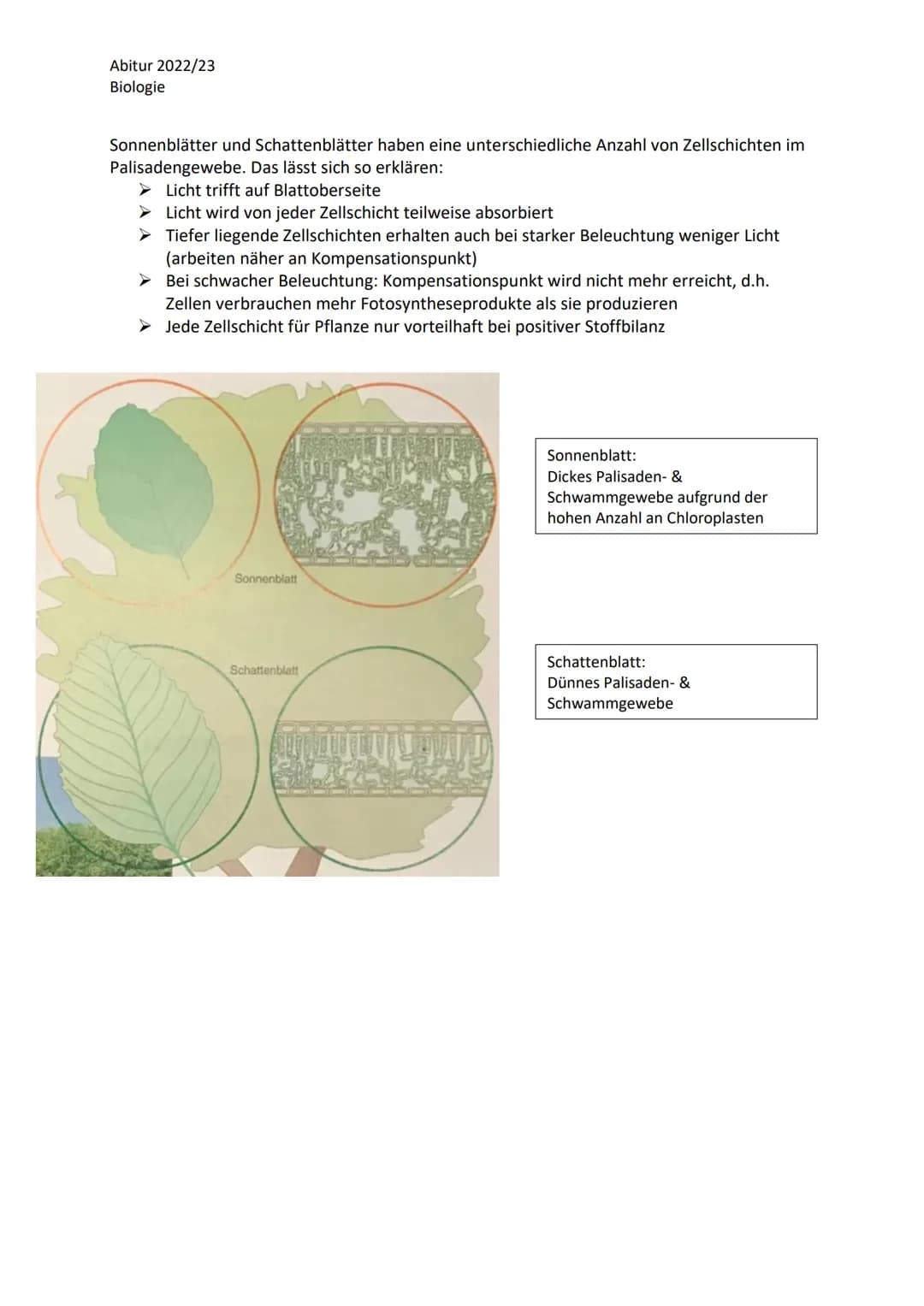 Abitur 2022/23
Biologie
LPE 5: Stoff- und Energiebereitstellung
Assimilation
Blatt als Organ der Fotosynthese
a. Bau und Funktion des Laubbl