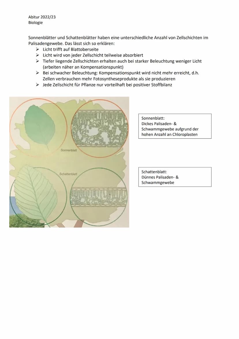 Abitur 2022/23
Biologie
LPE 5: Stoff- und Energiebereitstellung
Assimilation
Blatt als Organ der Fotosynthese
a. Bau und Funktion des Laubbl