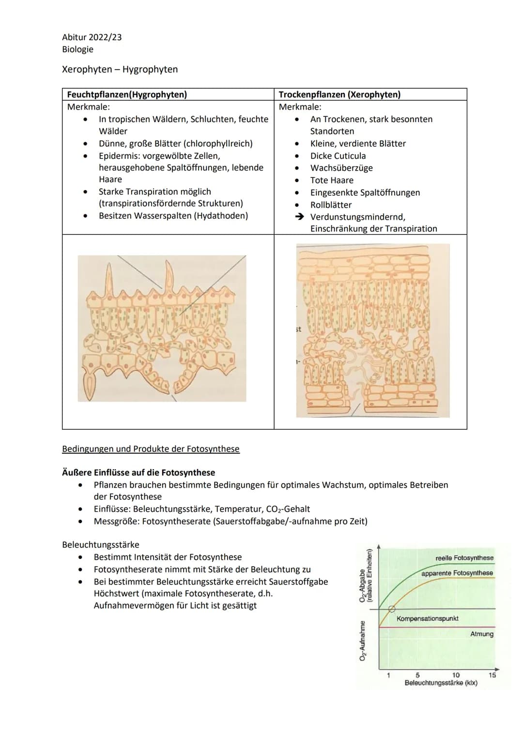Abitur 2022/23
Biologie
LPE 5: Stoff- und Energiebereitstellung
Assimilation
Blatt als Organ der Fotosynthese
a. Bau und Funktion des Laubbl