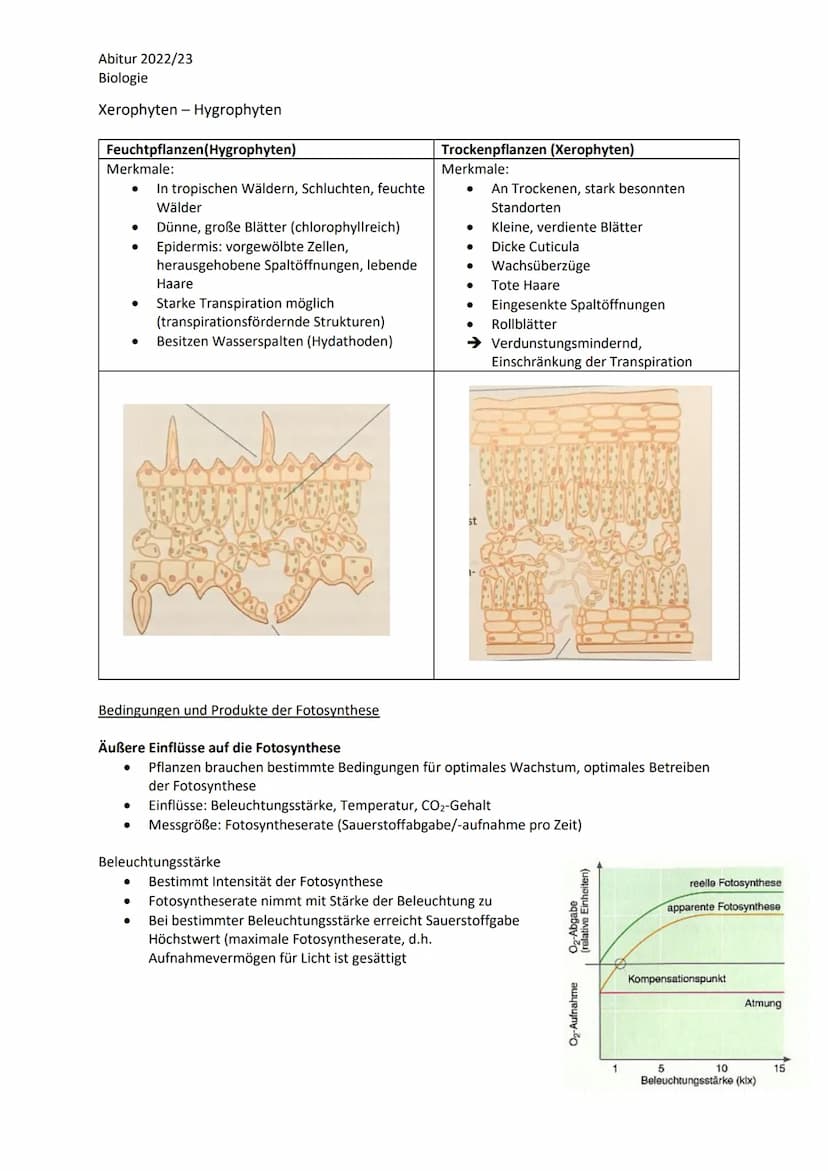 Abitur 2022/23
Biologie
LPE 5: Stoff- und Energiebereitstellung
Assimilation
Blatt als Organ der Fotosynthese
a. Bau und Funktion des Laubbl