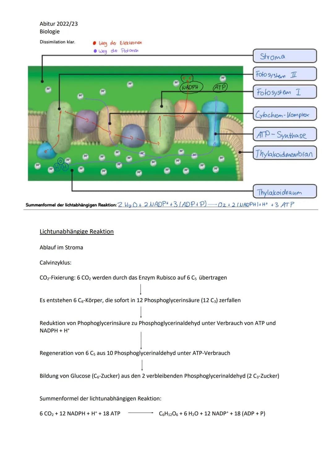 Abitur 2022/23
Biologie
LPE 5: Stoff- und Energiebereitstellung
Assimilation
Blatt als Organ der Fotosynthese
a. Bau und Funktion des Laubbl