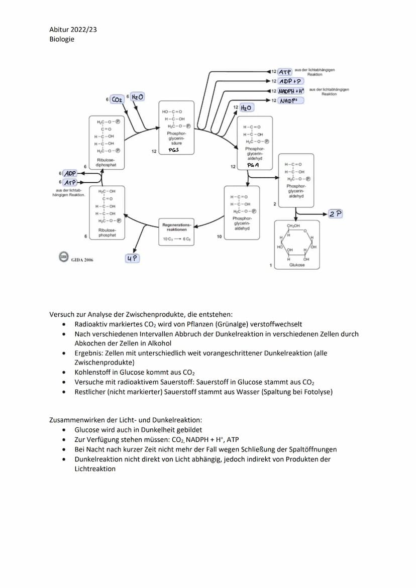 Abitur 2022/23
Biologie
LPE 5: Stoff- und Energiebereitstellung
Assimilation
Blatt als Organ der Fotosynthese
a. Bau und Funktion des Laubbl