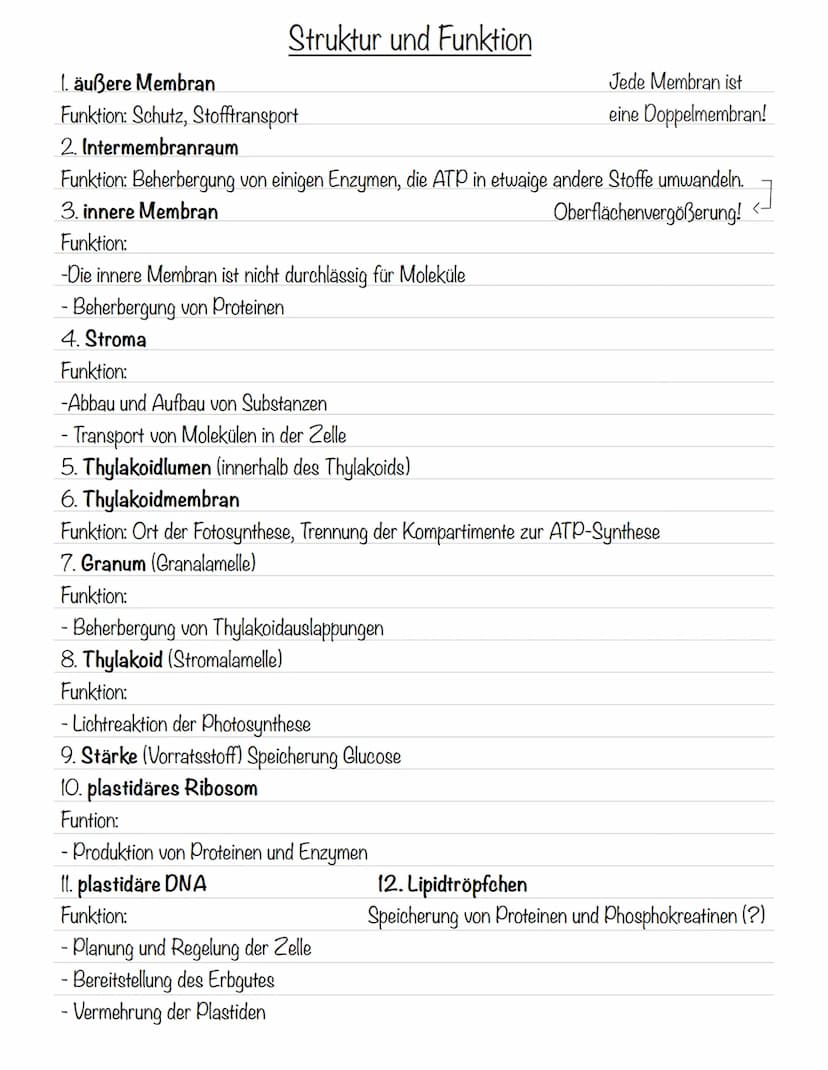  Bedeutung der Fotosynthese:
wichtigster biologisch-chemischer Prozess der Erde
Grundlagen
•Stellt für viele Organismen die Existenzgrundlag