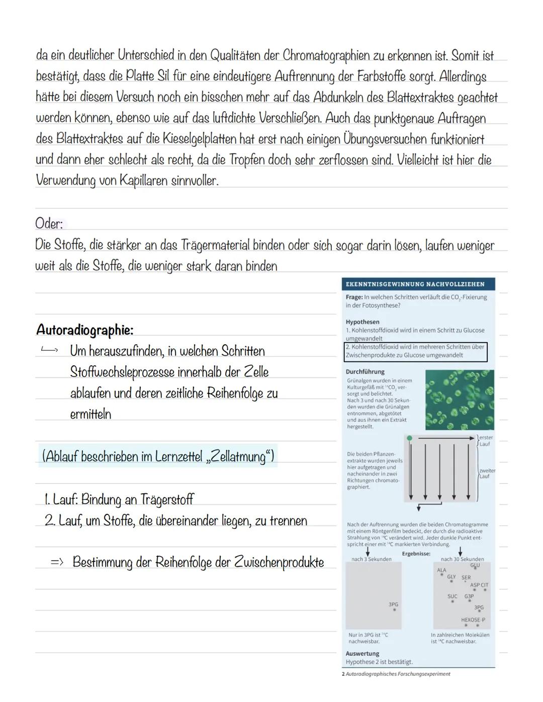  Bedeutung der Fotosynthese:
wichtigster biologisch-chemischer Prozess der Erde
Grundlagen
•Stellt für viele Organismen die Existenzgrundlag