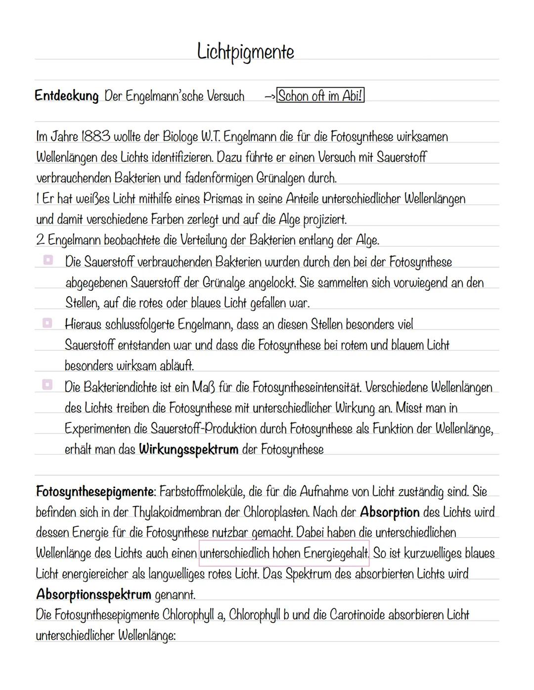  Bedeutung der Fotosynthese:
wichtigster biologisch-chemischer Prozess der Erde
Grundlagen
•Stellt für viele Organismen die Existenzgrundlag