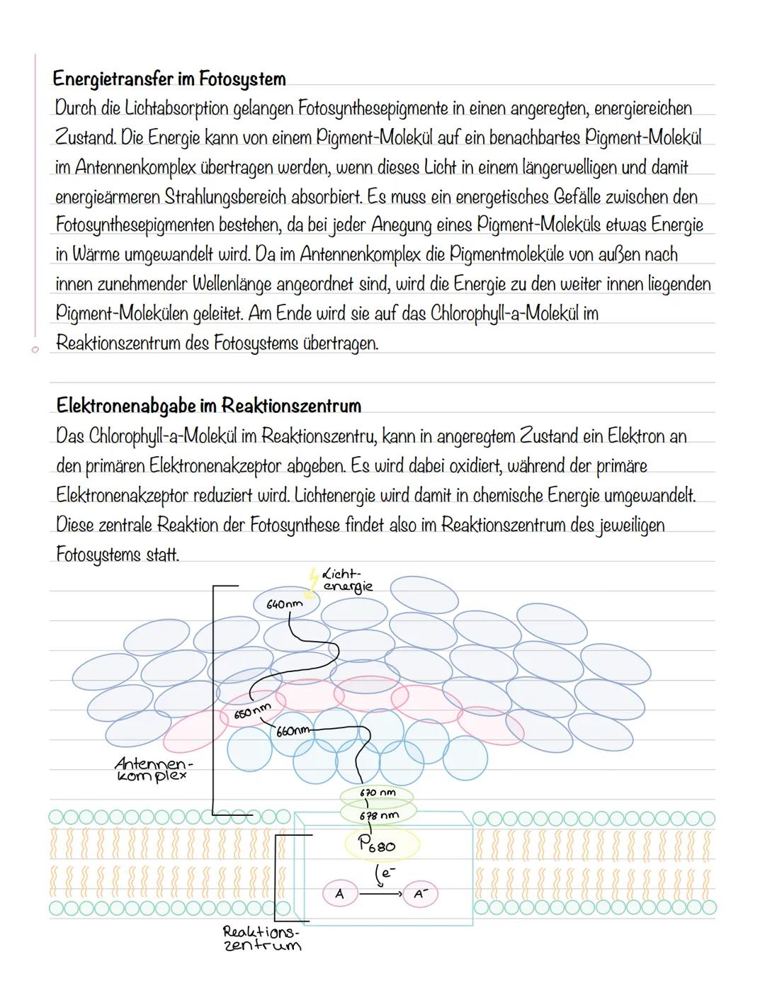  Bedeutung der Fotosynthese:
wichtigster biologisch-chemischer Prozess der Erde
Grundlagen
•Stellt für viele Organismen die Existenzgrundlag