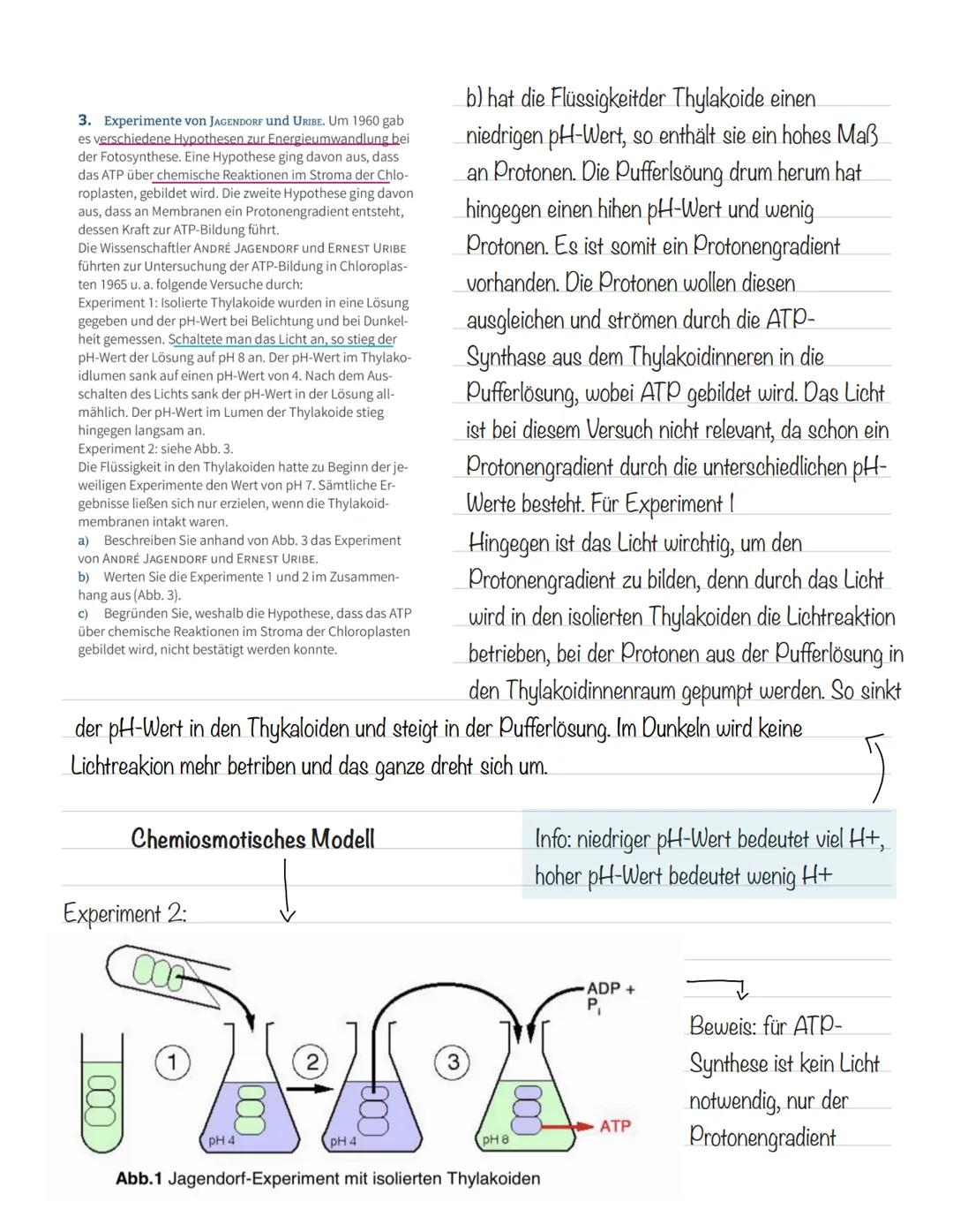  Bedeutung der Fotosynthese:
wichtigster biologisch-chemischer Prozess der Erde
Grundlagen
•Stellt für viele Organismen die Existenzgrundlag