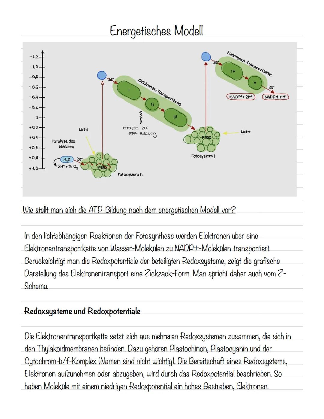  Bedeutung der Fotosynthese:
wichtigster biologisch-chemischer Prozess der Erde
Grundlagen
•Stellt für viele Organismen die Existenzgrundlag