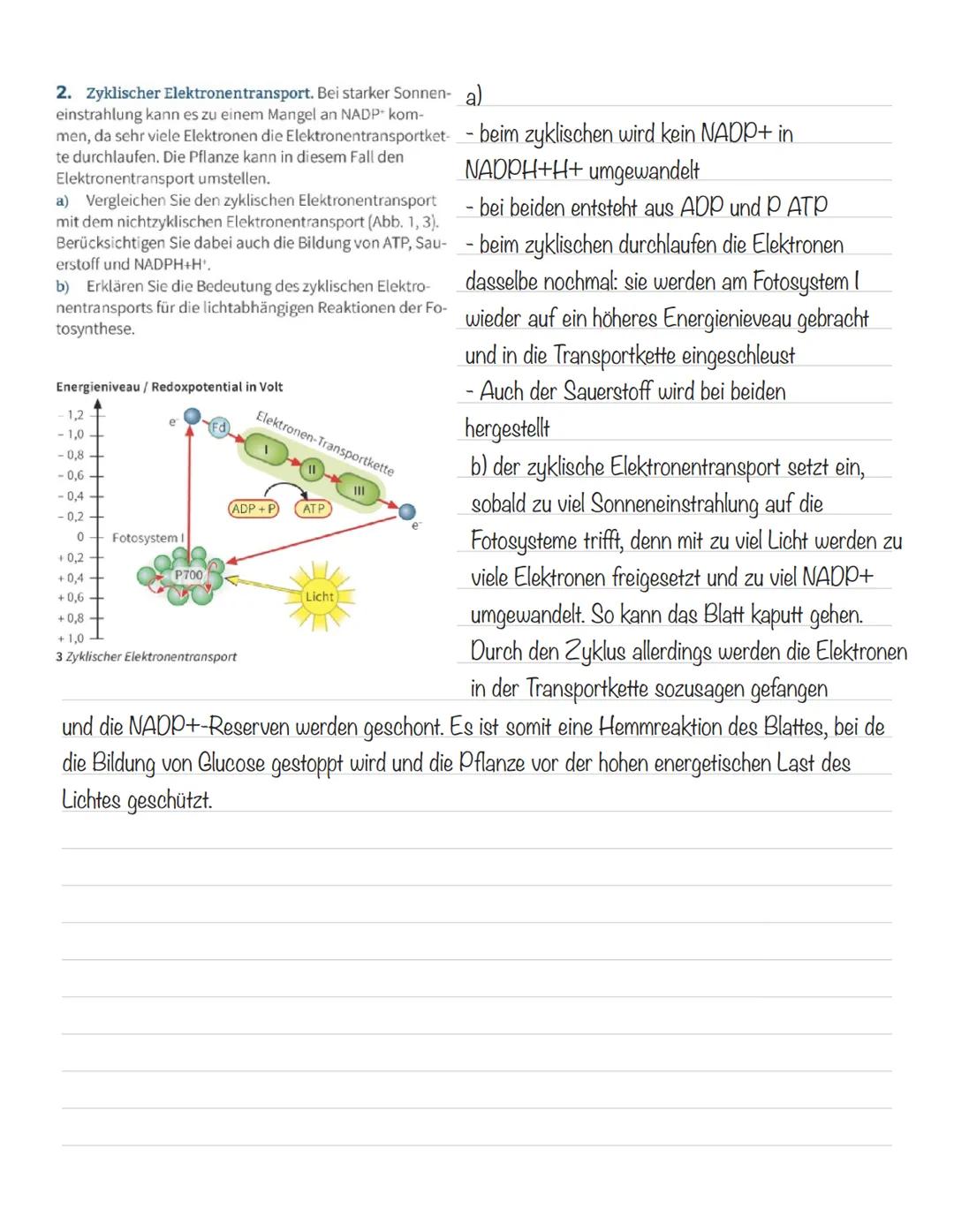  Bedeutung der Fotosynthese:
wichtigster biologisch-chemischer Prozess der Erde
Grundlagen
•Stellt für viele Organismen die Existenzgrundlag