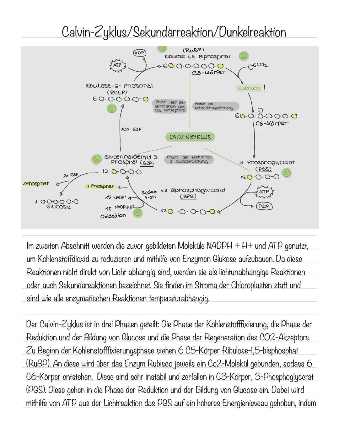  Bedeutung der Fotosynthese:
wichtigster biologisch-chemischer Prozess der Erde
Grundlagen
•Stellt für viele Organismen die Existenzgrundlag