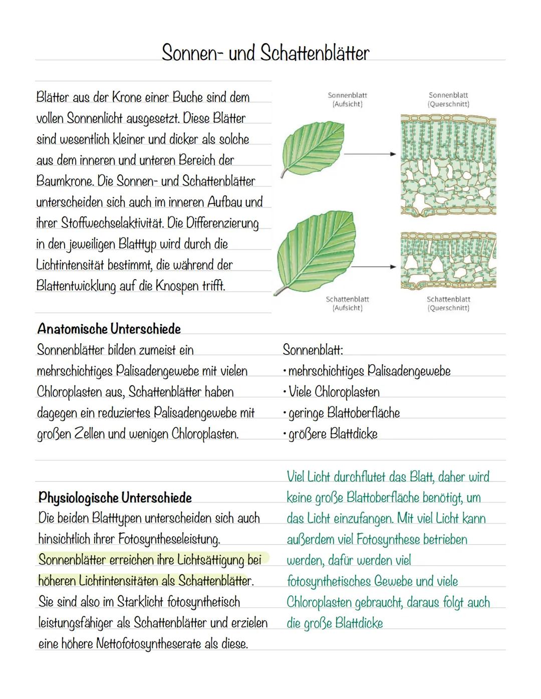  Bedeutung der Fotosynthese:
wichtigster biologisch-chemischer Prozess der Erde
Grundlagen
•Stellt für viele Organismen die Existenzgrundlag