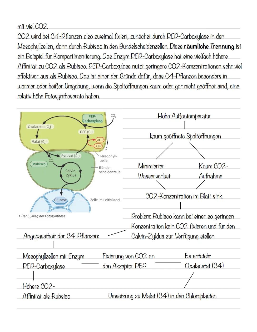  Bedeutung der Fotosynthese:
wichtigster biologisch-chemischer Prozess der Erde
Grundlagen
•Stellt für viele Organismen die Existenzgrundlag