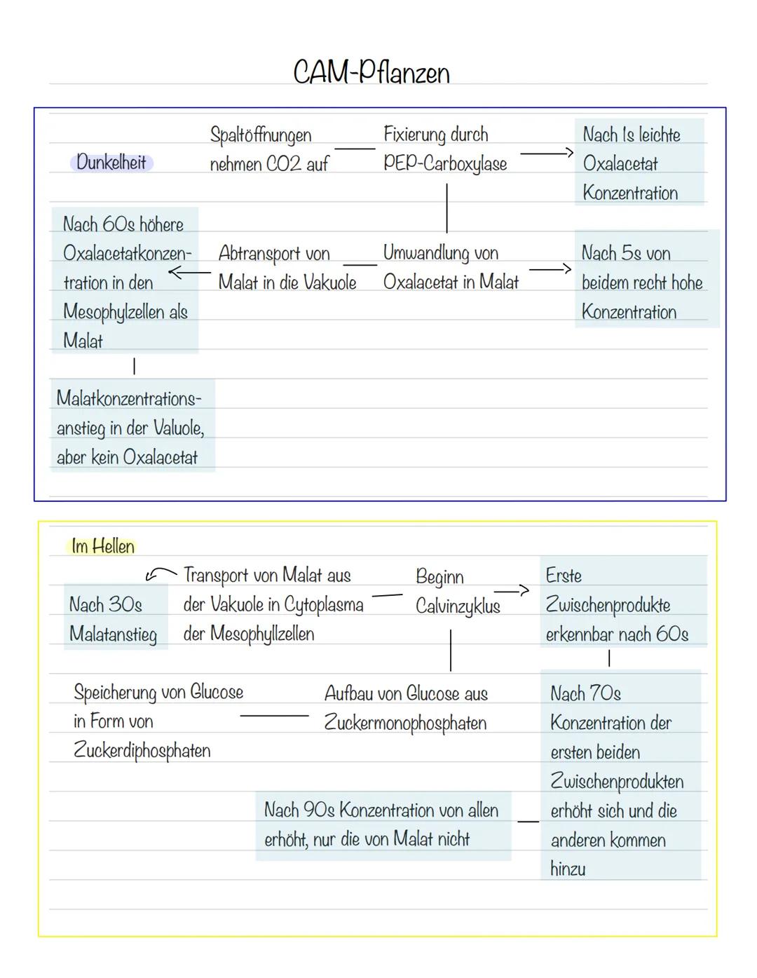  Bedeutung der Fotosynthese:
wichtigster biologisch-chemischer Prozess der Erde
Grundlagen
•Stellt für viele Organismen die Existenzgrundlag