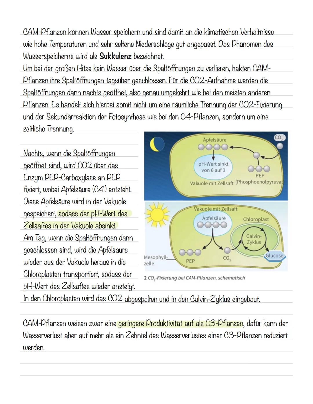  Bedeutung der Fotosynthese:
wichtigster biologisch-chemischer Prozess der Erde
Grundlagen
•Stellt für viele Organismen die Existenzgrundlag