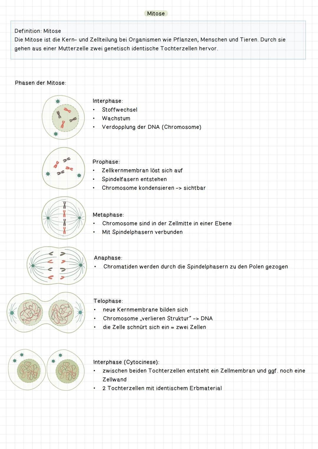 Definition: Mitose
Die Mitose ist die Kern- und Zellteilung bei Organismen wie Pflanzen, Menschen und Tieren. Durch sie
gehen aus einer Mutt
