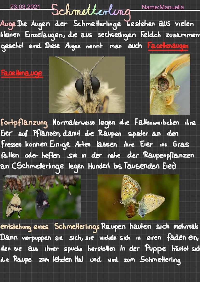  23.05.2021 Schmetterling
Name Schmetterling
Weitere Namen Falter
Klasse Insekt
Große 3-11cm
Gewicht 150mg-5g
Alter bis zu einem Jahr
Ausseh