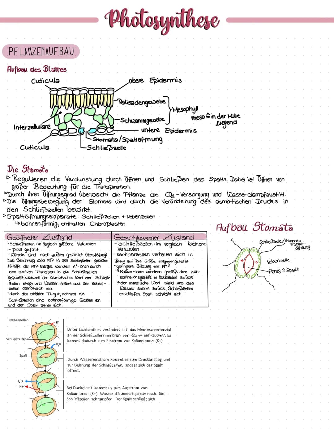 Fotosynthese
Q 12.2 ✓ Lervizettel Fotosynthese
✓ Blattaufbau
✓ Stowata
✓ Struktur/Funktion
✓
Transportmechanismen
✓Souven-/Schattenblatt
Dig