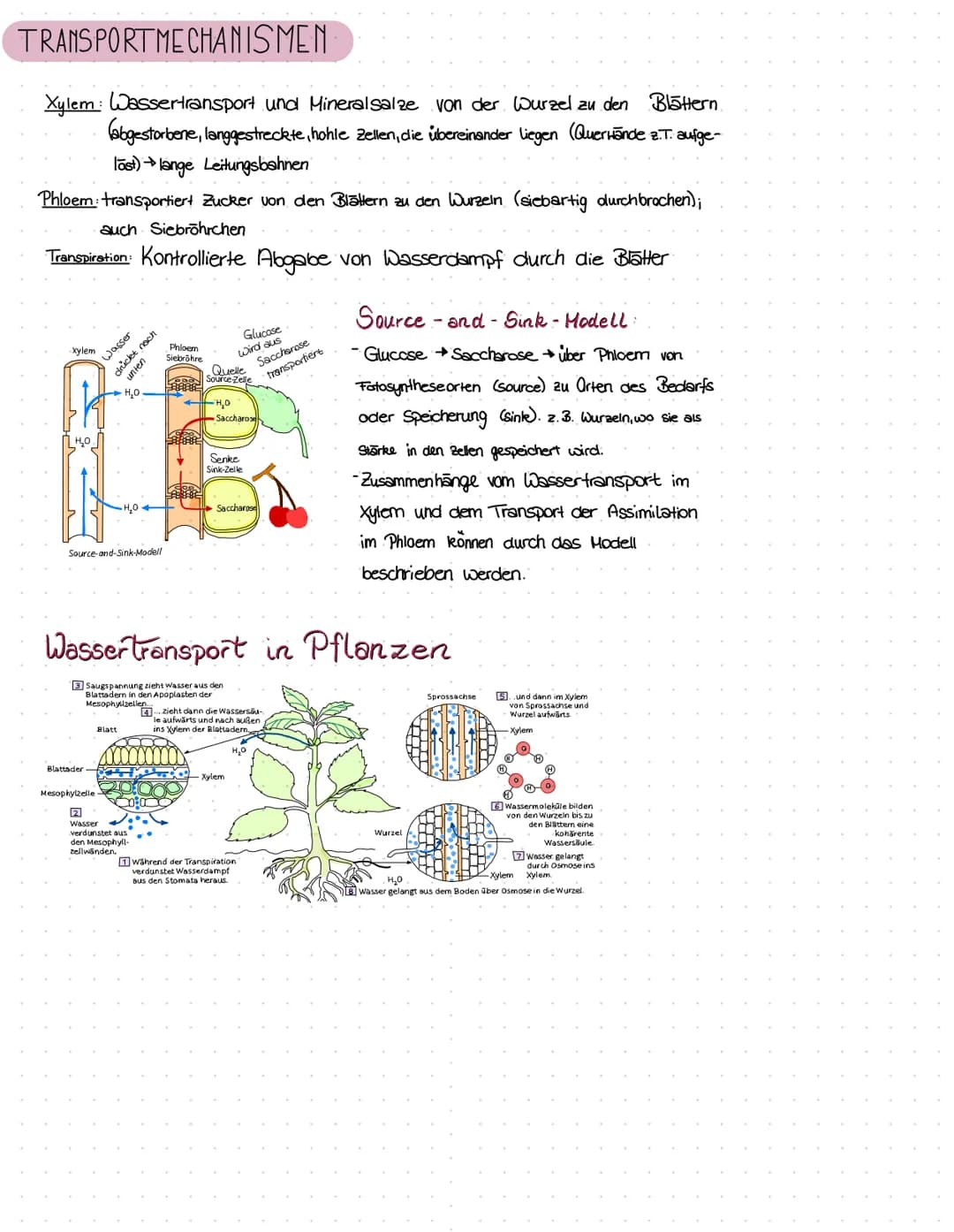 Fotosynthese
Q 12.2 ✓ Lervizettel Fotosynthese
✓ Blattaufbau
✓ Stowata
✓ Struktur/Funktion
✓
Transportmechanismen
✓Souven-/Schattenblatt
Dig