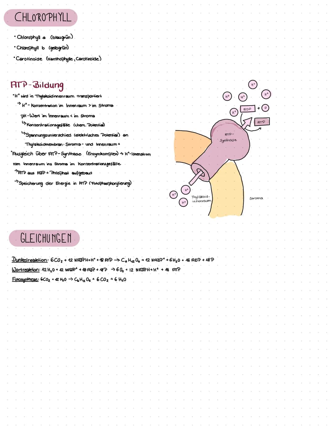 Fotosynthese
Q 12.2 ✓ Lervizettel Fotosynthese
✓ Blattaufbau
✓ Stowata
✓ Struktur/Funktion
✓
Transportmechanismen
✓Souven-/Schattenblatt
Dig