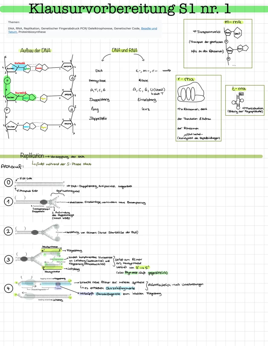 Themen:
DNA, RNA, Replikation, Genetischer Fingerabdruck PCR/ Gelelktrophorese, Genetischer Code, Beadle und
Tatum, Proteinbiosynthese
Zucke