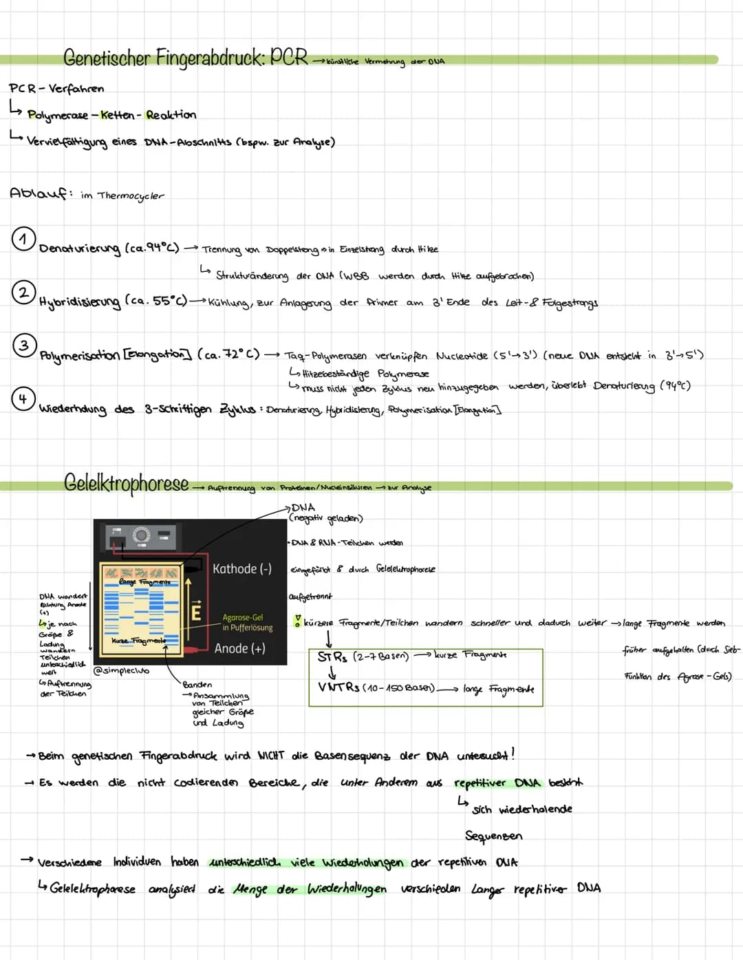 Themen:
DNA, RNA, Replikation, Genetischer Fingerabdruck PCR/ Gelelktrophorese, Genetischer Code, Beadle und
Tatum, Proteinbiosynthese
Zucke