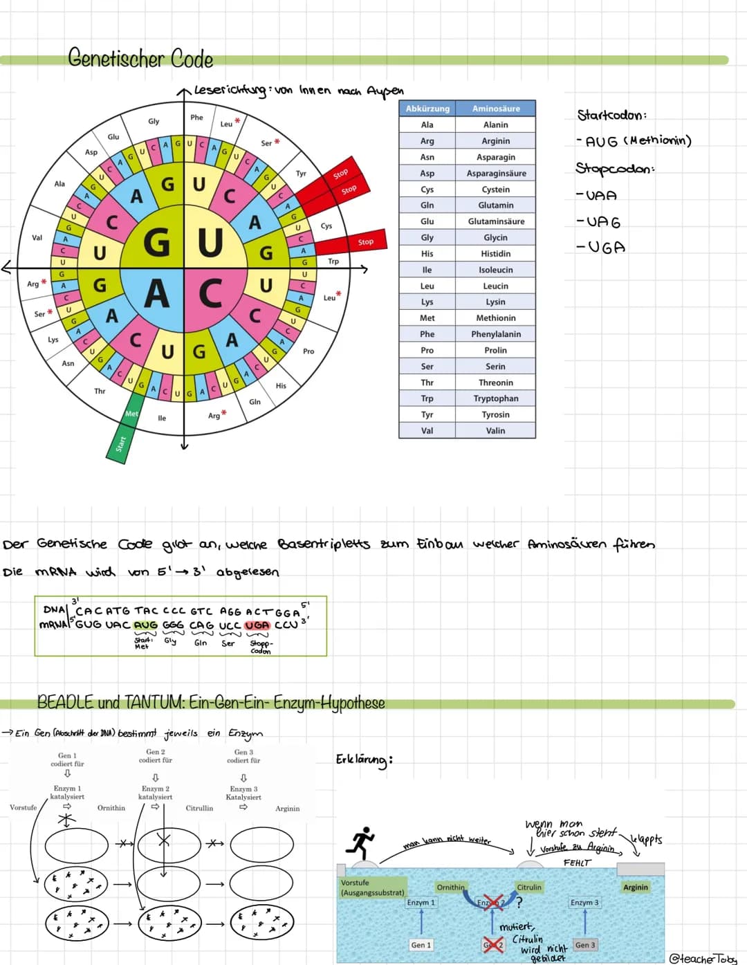 Themen:
DNA, RNA, Replikation, Genetischer Fingerabdruck PCR/ Gelelktrophorese, Genetischer Code, Beadle und
Tatum, Proteinbiosynthese
Zucke