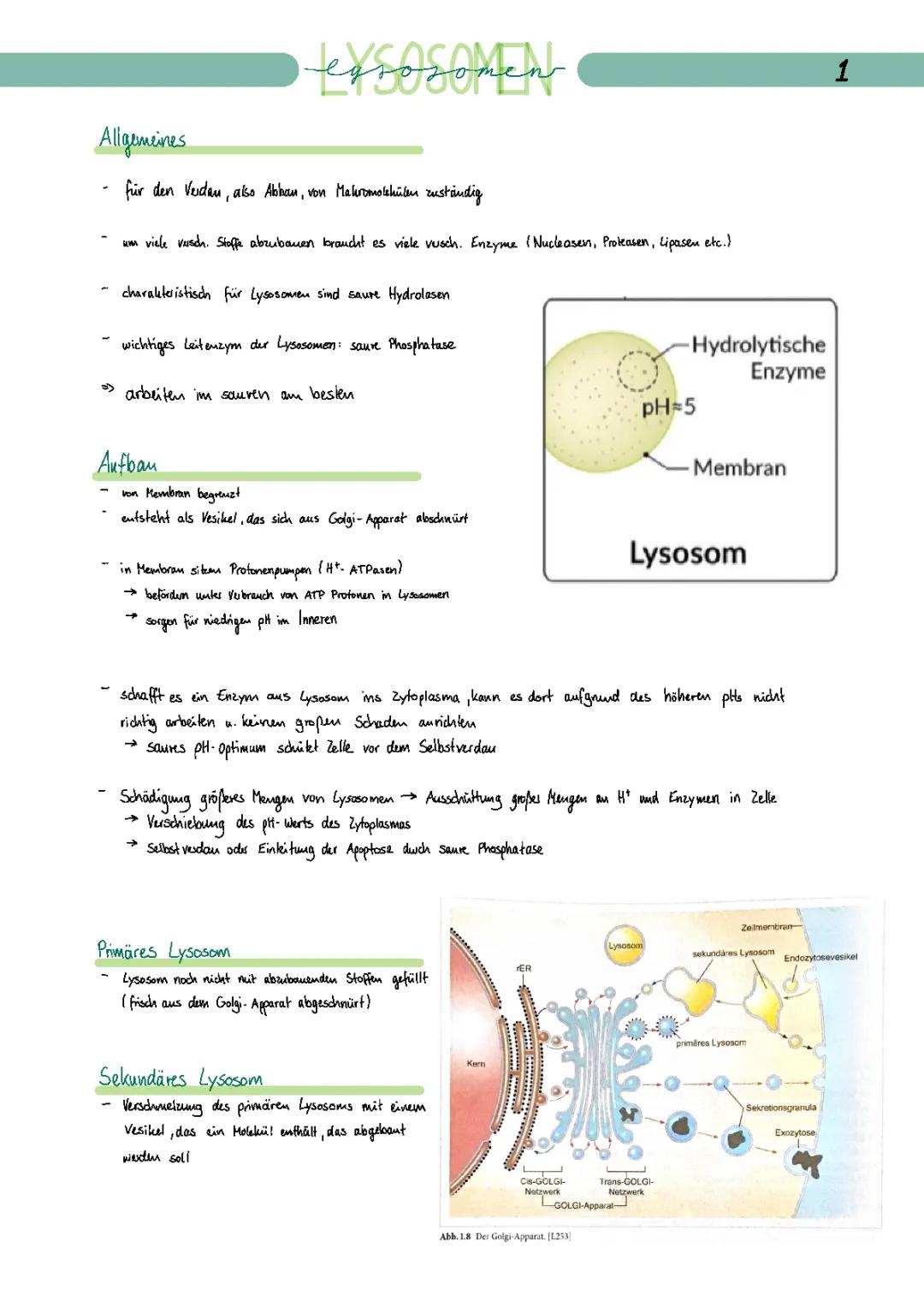 Lysosomen und Peroxisomen: Coole Zellorganellen einfach erklärt!