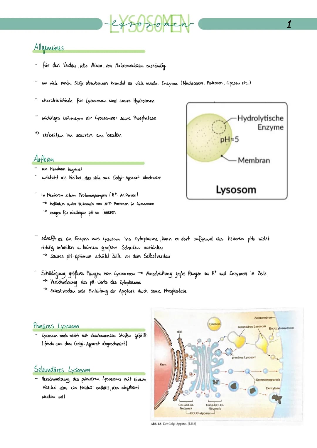 Allgemeines
für den Vedan, also Abbau, von Makromolekülen zuständig
um viele versch. Stoffe abzubauen braucht es viele versch. Enzyme (Nucle