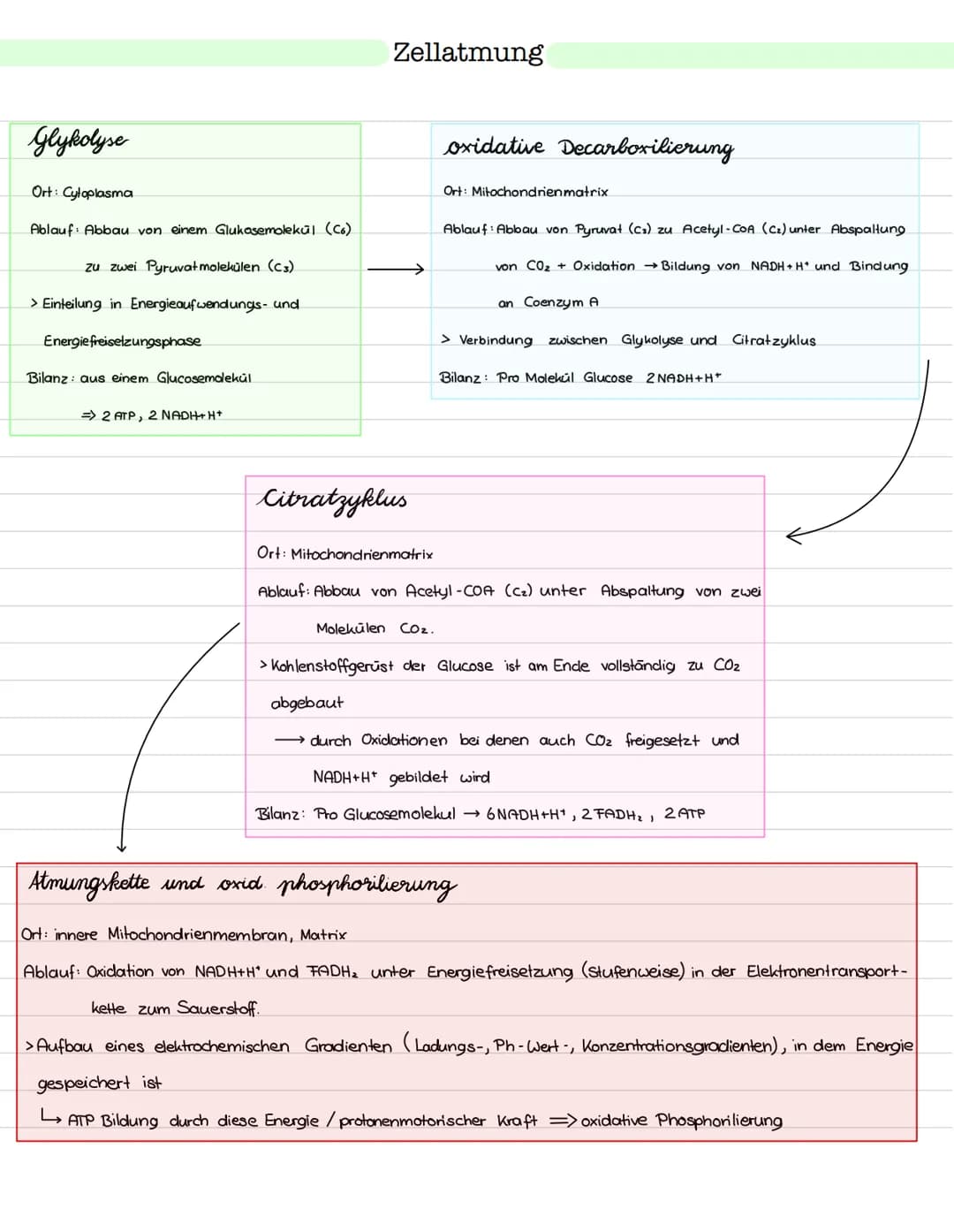 Glykolyse
Ort: Cytoplasma
Ablauf: Abbau von einem Glukosemolekül (Co)
zu zwei Pyruvat molekülen (C3)
> Einteilung in Energieaufwendungs- und