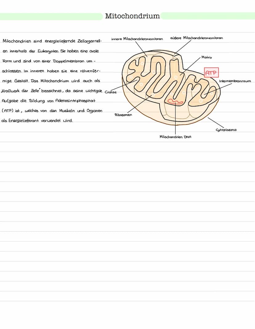 Glykolyse
Ort: Cytoplasma
Ablauf: Abbau von einem Glukosemolekül (Co)
zu zwei Pyruvat molekülen (C3)
> Einteilung in Energieaufwendungs- und