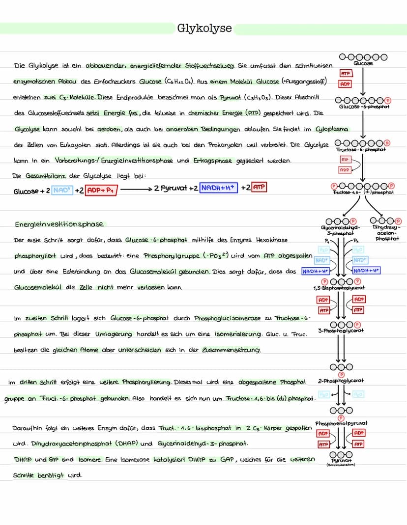 Glykolyse
Ort: Cytoplasma
Ablauf: Abbau von einem Glukosemolekül (Co)
zu zwei Pyruvat molekülen (C3)
> Einteilung in Energieaufwendungs- und