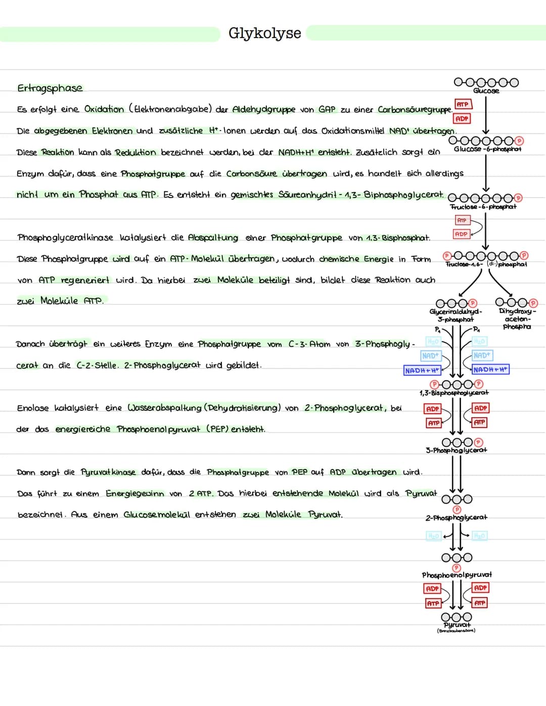 Glykolyse
Ort: Cytoplasma
Ablauf: Abbau von einem Glukosemolekül (Co)
zu zwei Pyruvat molekülen (C3)
> Einteilung in Energieaufwendungs- und