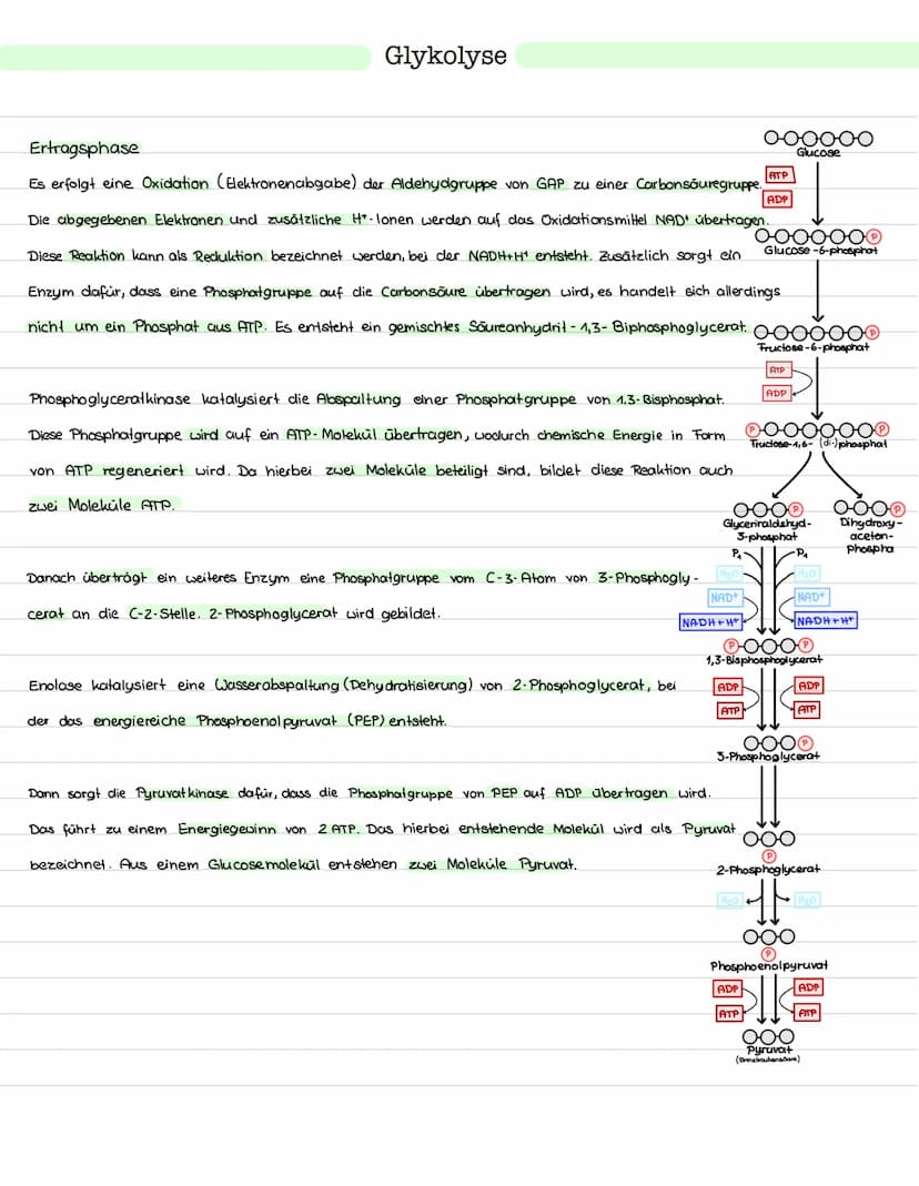 Glykolyse
Ort: Cytoplasma
Ablauf: Abbau von einem Glukosemolekül (Co)
zu zwei Pyruvat molekülen (C3)
> Einteilung in Energieaufwendungs- und