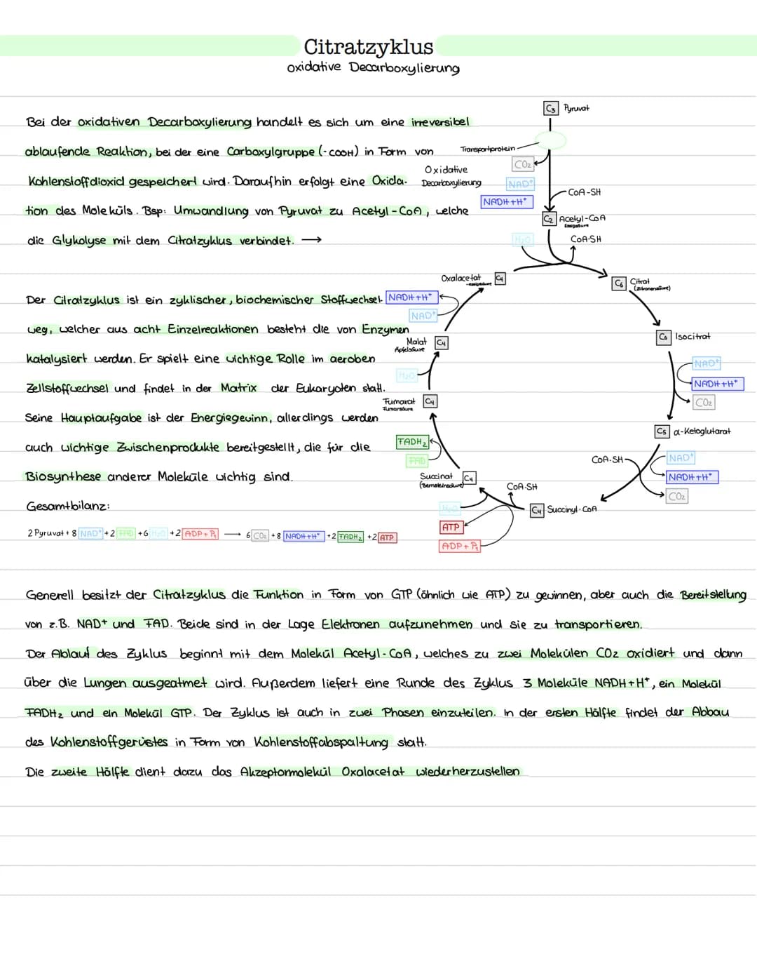 Glykolyse
Ort: Cytoplasma
Ablauf: Abbau von einem Glukosemolekül (Co)
zu zwei Pyruvat molekülen (C3)
> Einteilung in Energieaufwendungs- und