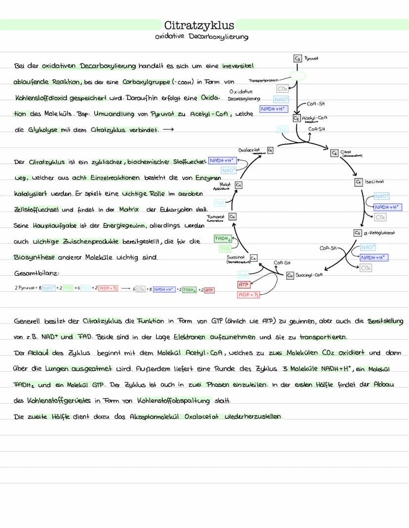 Glykolyse
Ort: Cytoplasma
Ablauf: Abbau von einem Glukosemolekül (Co)
zu zwei Pyruvat molekülen (C3)
> Einteilung in Energieaufwendungs- und