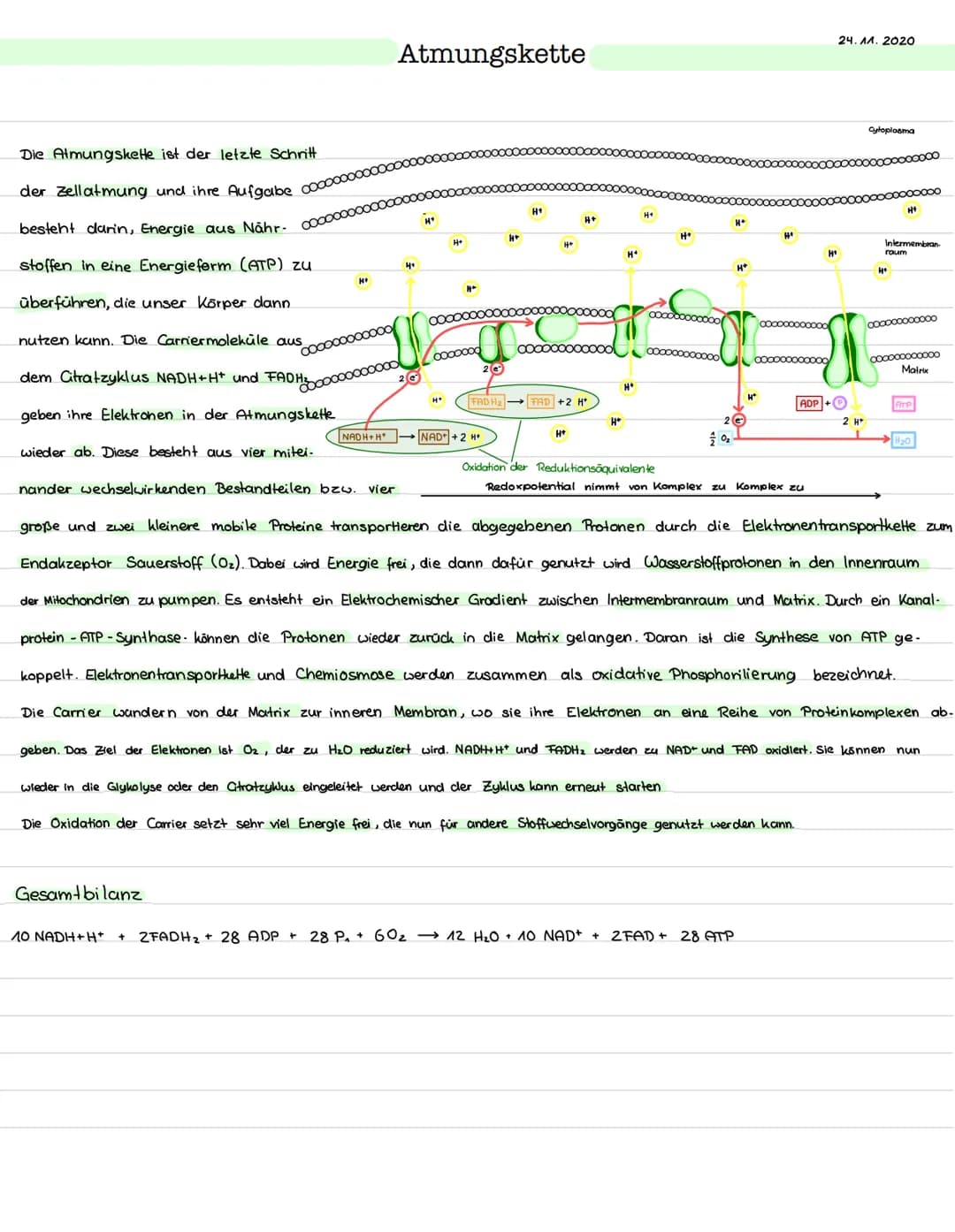 Glykolyse
Ort: Cytoplasma
Ablauf: Abbau von einem Glukosemolekül (Co)
zu zwei Pyruvat molekülen (C3)
> Einteilung in Energieaufwendungs- und